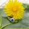 BLUE ZINNIA Silver Ring with Sapphire