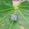 WHITE AURORA Silver Ring