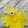 RED ZINNIA Silver Ring