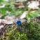 GEORGETTE Sapphire Silver Ring