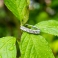 WHITE LORI Silver Ring