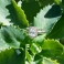 WHITE FREA Silver Ring