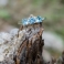 AQUAMARINE ALPIN Ring