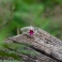 GRACE Ruby Silver Ring